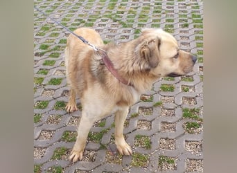 TUGDIL - ich gehe bereits toll an der Leine und suche eine konsequente Familie!