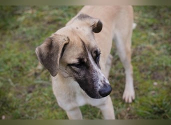 GUNTER - der süße Junghund freut sich auf tolle Abenteuer mit seinen Menschen!