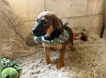 Welpe JAGO - ich träume von einem liebevollen Zuhause...