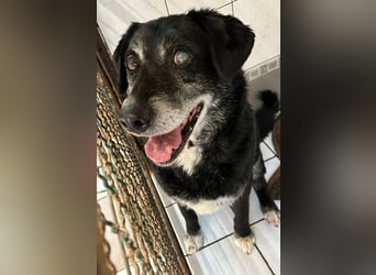 ROLFI - der liebe und zugängliche ältere Rüde sucht ein tolles Zuhause