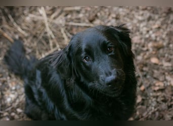LIBERTY - die fröhliche, aufgeschlossene Hündin träumt von einem liebevollen Zuhause