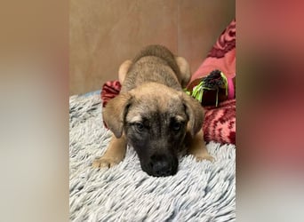 Welpe Chip-Nr. 256271 - wenn ich groß bin möchte ich eine richtige Familienhündin sein!