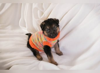 Welpe BUENO - wenn ich groß bin möchte ich eine richtige Familienhündin sein!