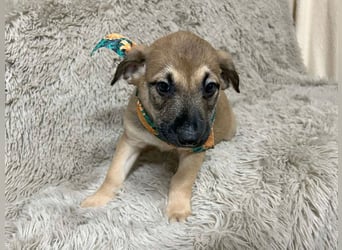 Welpe Chip-Nr. 256522 - der kleine Mann träumt von tollen Abenteuern mit seinen Menschen