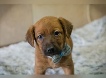 Welpe DINERO - der kleine Racker freut sich auf ein tolles Leben mit seinen Menschen!