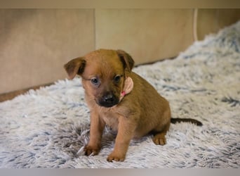 Welpe Chip-Nr. 256803 - ich träume davon, ein geliebtes Familienmitglied zu sein...