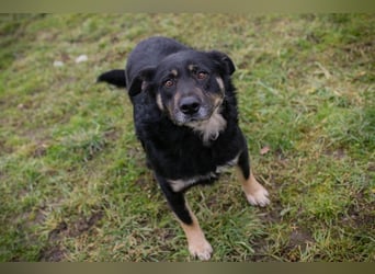 Chip-Nr. 256305 - ich freue mich darauf, mit meinen Menschen die Welt zu entdecken!