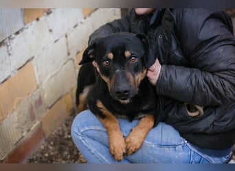 MARLEY - der Rüde ist noch schüchtern und vorsichtig