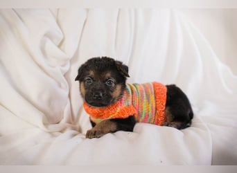 Welpe BUENO - wenn ich groß bin möchte ich eine richtige Familienhündin sein!