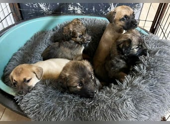 Welpe LESSER - der kleine Racker erobert die Herzen im Sturm und freut sich auf sein Zuhause!