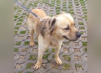 TUGDIL - ich gehe bereits toll an der Leine und suche eine konsequente Familie!