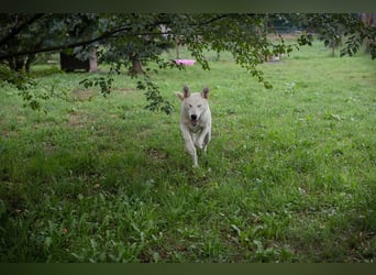 PAULO - der verspielte und zugängliche Hundemann freut sich auf sein eigenes Zuhause!