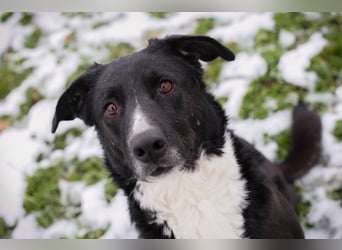 BUONAVITA - die süße Maus freut sich auf das Leben in einer eigenen lieben Familie!