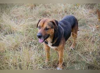 JONNY - der liebe Schatz sucht ein ruhiges, liebevolles Für-Immer Zuhause