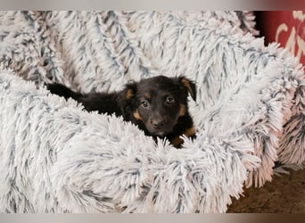 Welpe FLORI - ich träume davon, mit meinen Menschen die Welt zu entdecken!