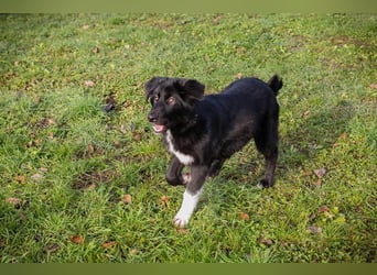 SENTA - die hübsche Maus möchte so gerne deine vierbeinige Begleiterin sein...