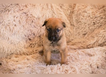 Welpe DUPLO - ich wünsche mir eine Familie, die mich liebt und nie mehr alleine lässt!