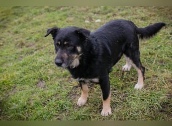 Chip-Nr. 256305 - ich freue mich darauf, mit meinen Menschen die Welt zu entdecken!