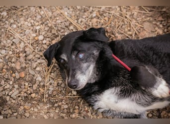 ROLFI - der liebe und zugängliche ältere Rüde sucht ein tolles Zuhause