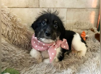 Welpe Chip-Nr. 275733 - ich bringe eine große Portion Leben und Frohsinn in dein Zuhause!