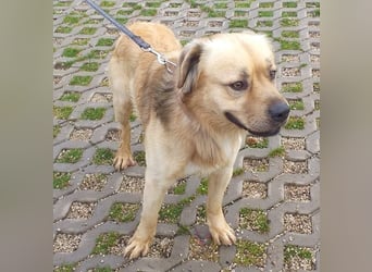 TUGDIL - ich gehe bereits toll an der Leine und suche eine konsequente Familie!