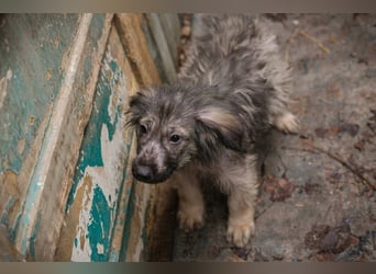 Welpe NIKI - wer schenkt mir sein Herz und ein liebevolles Zuhause?