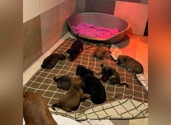 Welpe BELLA - ich möchte so gerne ein Teil deiner Familie sein!