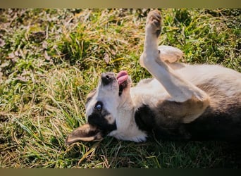 JIM - der neugierige, aktive und junge Rüde freut sich auf tolle Abenteuer mit seinen Menschen
