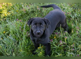 Welpe Chip-Nr. 267753 - wer schenkt mir sein Herz und ein Für-Immer Zuhause?