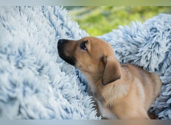 Welpe BRADY - das kleine Kerlchen freut sich auf sein eigenes Zuhause!