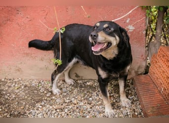 JAX - wer zeigt dem gemütlichen, zugänglichen und braven Rüden, wie schön das Leben sein kann?