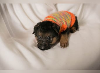 Welpe BUENO - wenn ich groß bin möchte ich eine richtige Familienhündin sein!