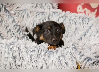 Welpe FLORI - ich träume davon, mit meinen Menschen die Welt zu entdecken!