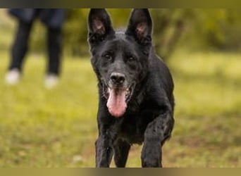 HANS - auf der Suche nach einer tollen Familie - der freundliche Rüde Hans!