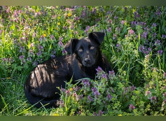 Welpe Chip-Nr. 258412 - lernnen, kuscheln, spielen - wer schenkt mir ein Zuhause?