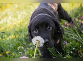 Welpe Chip-Nr. 256531 - ich freue mich darauf, mit meinen Menschen die Welt zu entdecken!