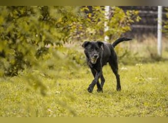 HANS - auf der Suche nach einer tollen Familie - der freundliche Rüde Hans!