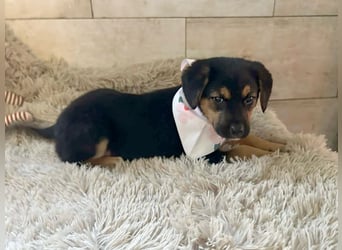 Welpe Chip Nr. 264199 - wer verliebt sich in die kleine Maus und schenkt ihr ein tolles Zuhause?