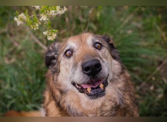 MICK - der liebe und neugierige Senior möchte in Ruhe bei seiner Familie ankommen