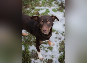FREYA - zeigst du mir, wie ein liebevolles und glückliches Hundeleben aussieht?