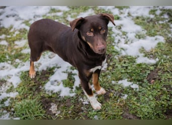 FREYA - zeigst du mir, wie ein liebevolles und glückliches Hundeleben aussieht?