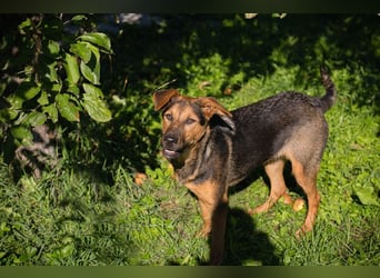 STINA - die aufgeweckte Hündin liebt es zu spielen und zu kuscheln