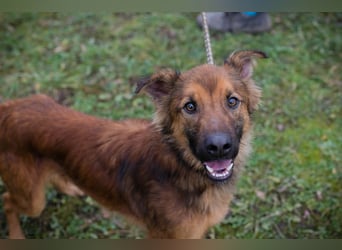 ANDREAS - der aktive und verspielte, liebe Hundemann sucht ein tolles Für-Immer Zuhause!