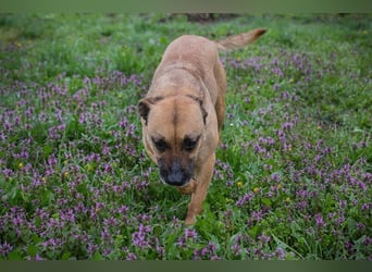 BERTA - neugieriger Balljunkie mit kleinem Handicap sucht Menschen mit Hundeerfahrung