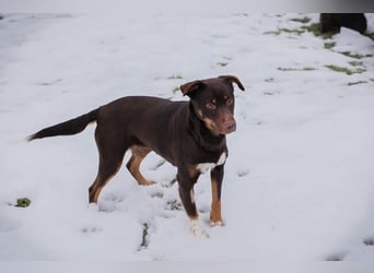 FREYA - zeigst du mir, wie ein liebevolles und glückliches Hundeleben aussieht?