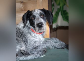 TIA - diese wunderbare Familienhündin freut sich auf Menschen mit viel Zeit