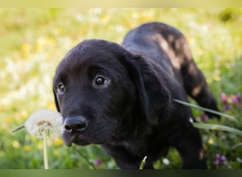 Welpe Chip-Nr. 256531 - ich freue mich darauf, mit meinen Menschen die Welt zu entdecken!