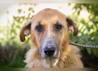 MANUEL - der liebe, brave Senior möchte so gerne noch Geborgenheit im eigenen Zuhause kennenlernen..