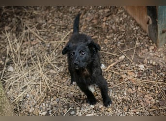 Welpe Chip-Nr. 271729 - das süße Mädel bringt ein große Portion Leben und Frohsinn in ihr Zuhause!