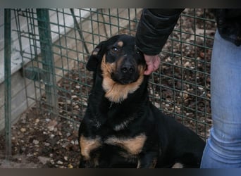 MARLEY - der Rüde ist noch schüchtern und vorsichtig